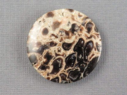 Fossilized Palm Root Cabochon Round | Palm Root Eye | 27x27mm, 23.6ct | Indonesia | PRA108 - Gem Enthusiast