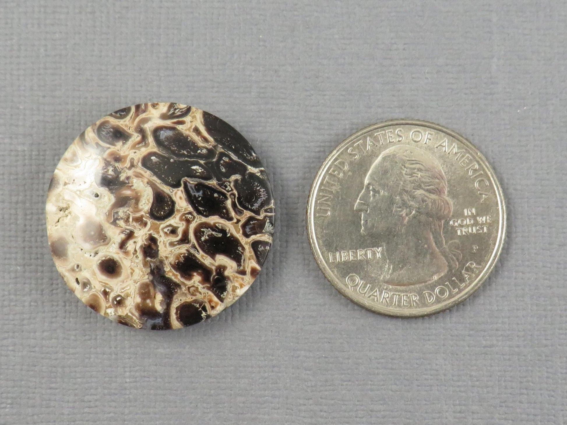 Fossilized Palm Root Cabochon Round | Palm Root Eye | 27x27mm, 23.6ct | Indonesia | PRA108 - Gem Enthusiast