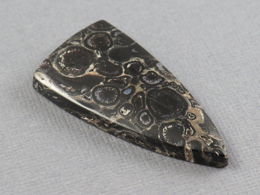 Fossilized Palm Root Cabochon Triangle | Palm Root Eye | 29x19mm, 23.6ct | Indonesia | PRA107 - Gem Enthusiast