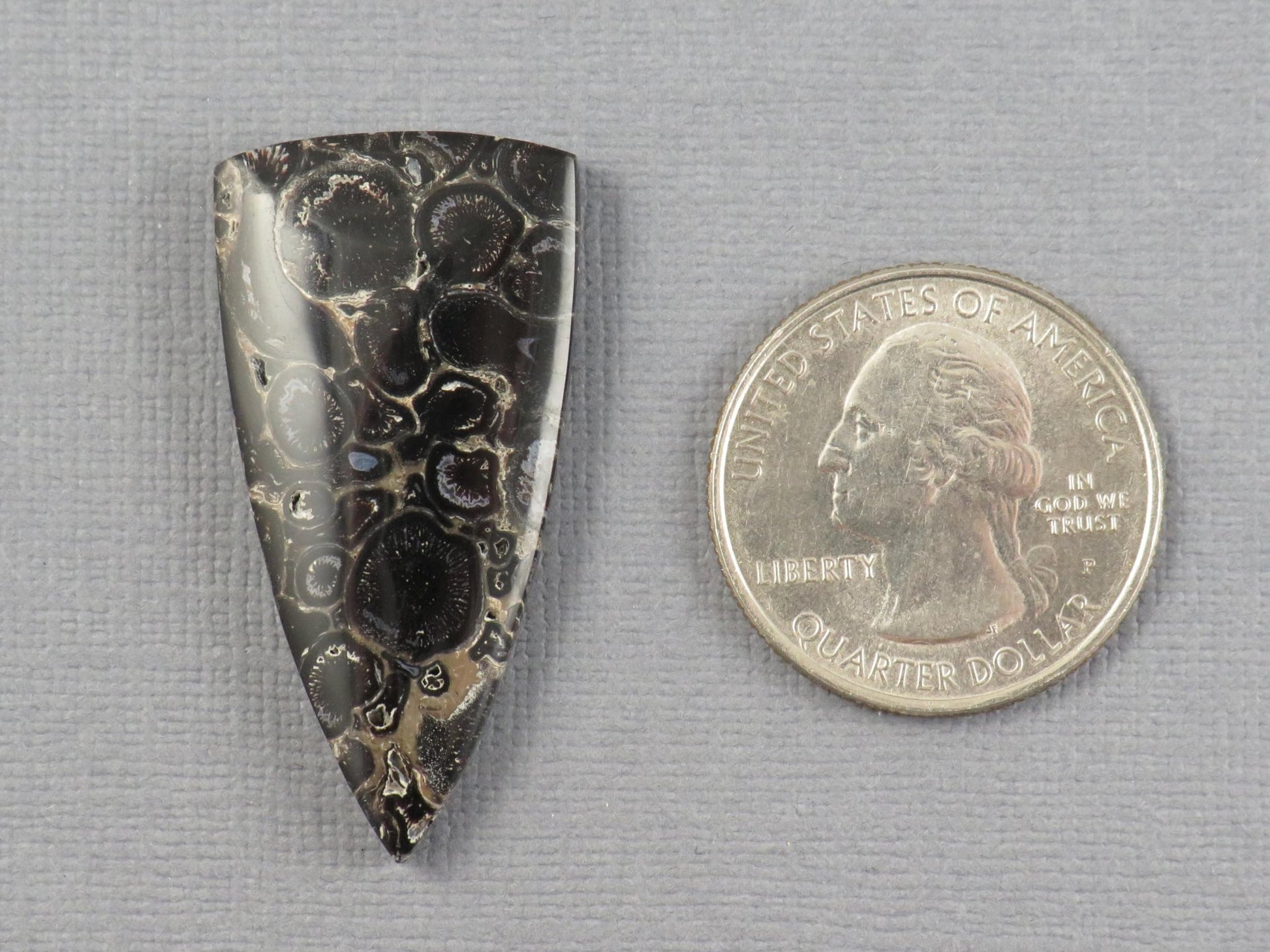 Fossilized Palm Root Cabochon Triangle | Palm Root Eye | 29x19mm, 23.6ct | Indonesia | PRA107 - Gem Enthusiast