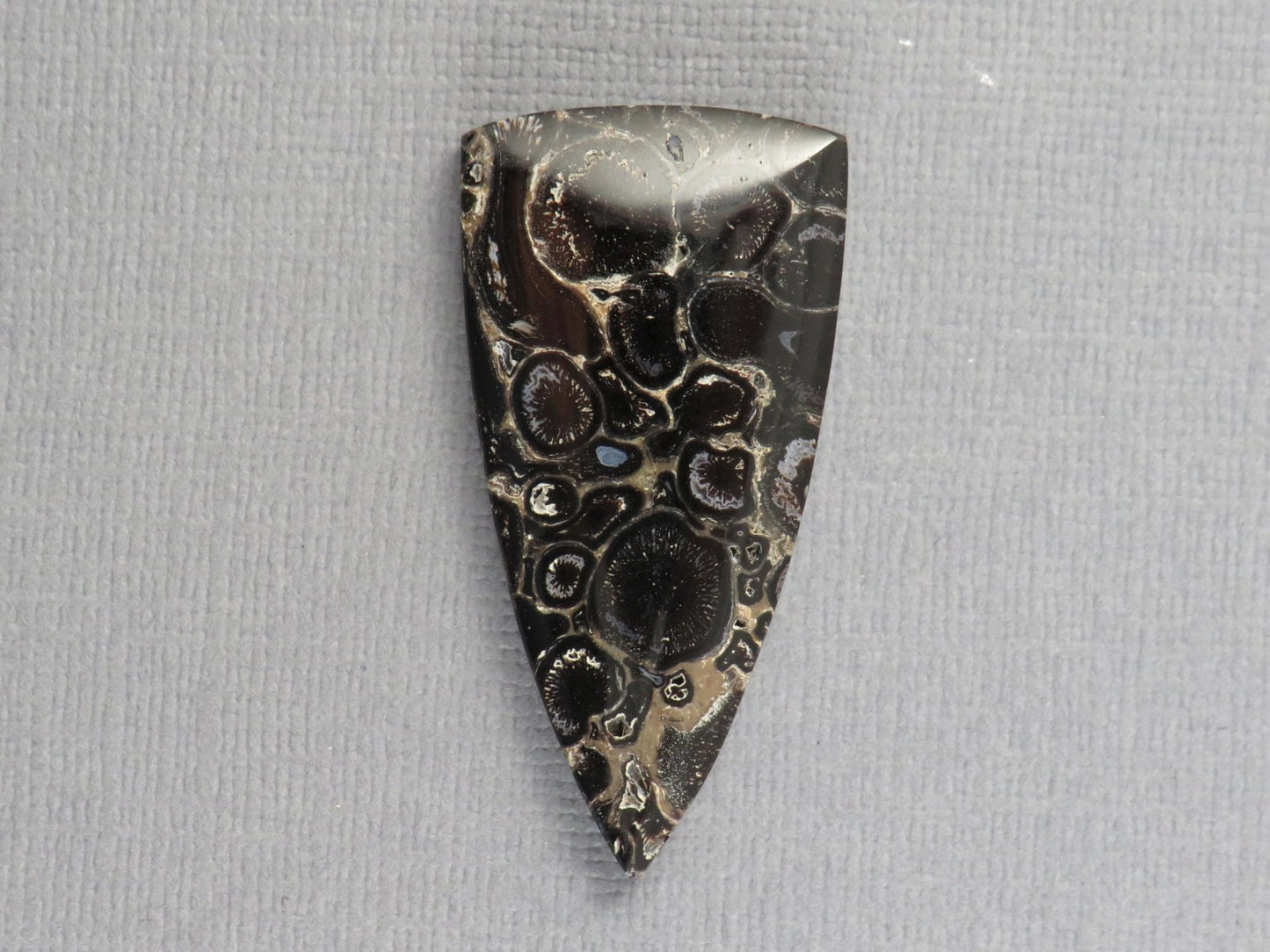 Fossilized Palm Root Cabochon Triangle | Palm Root Eye | 29x19mm, 23.6ct | Indonesia | PRA107 - Gem Enthusiast