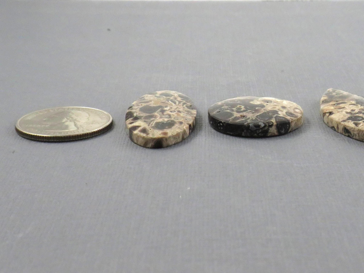 Fossilized Palm Root Jasper Cabochons, Black and Tan, 4 Stone Lot | PRA110 - Gem Enthusiast