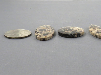 Fossilized Palm Root Jasper Cabochons, Black and Tan, 4 Stone Lot | PRA110 - Gem Enthusiast