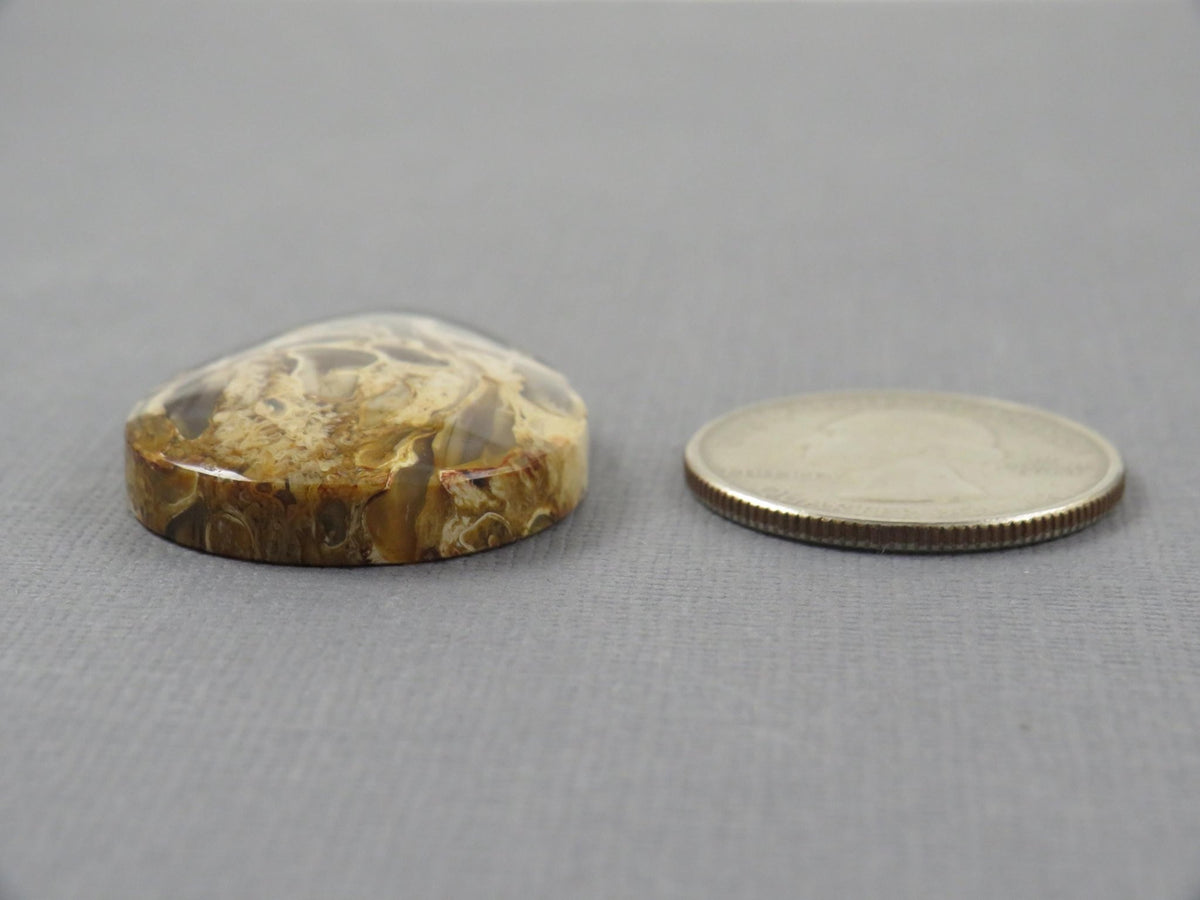 Fossilized Palm Root Pear Cabochon | Flame Palm Root | 37x25mm, 48ct | Indonesia | PRF101 - Gem Enthusiast