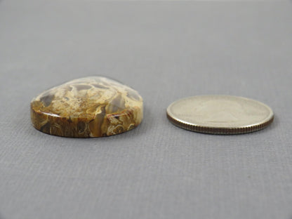 Fossilized Palm Root Pear Cabochon | Flame Palm Root | 37x25mm, 48ct | Indonesia | PRF101 - Gem Enthusiast