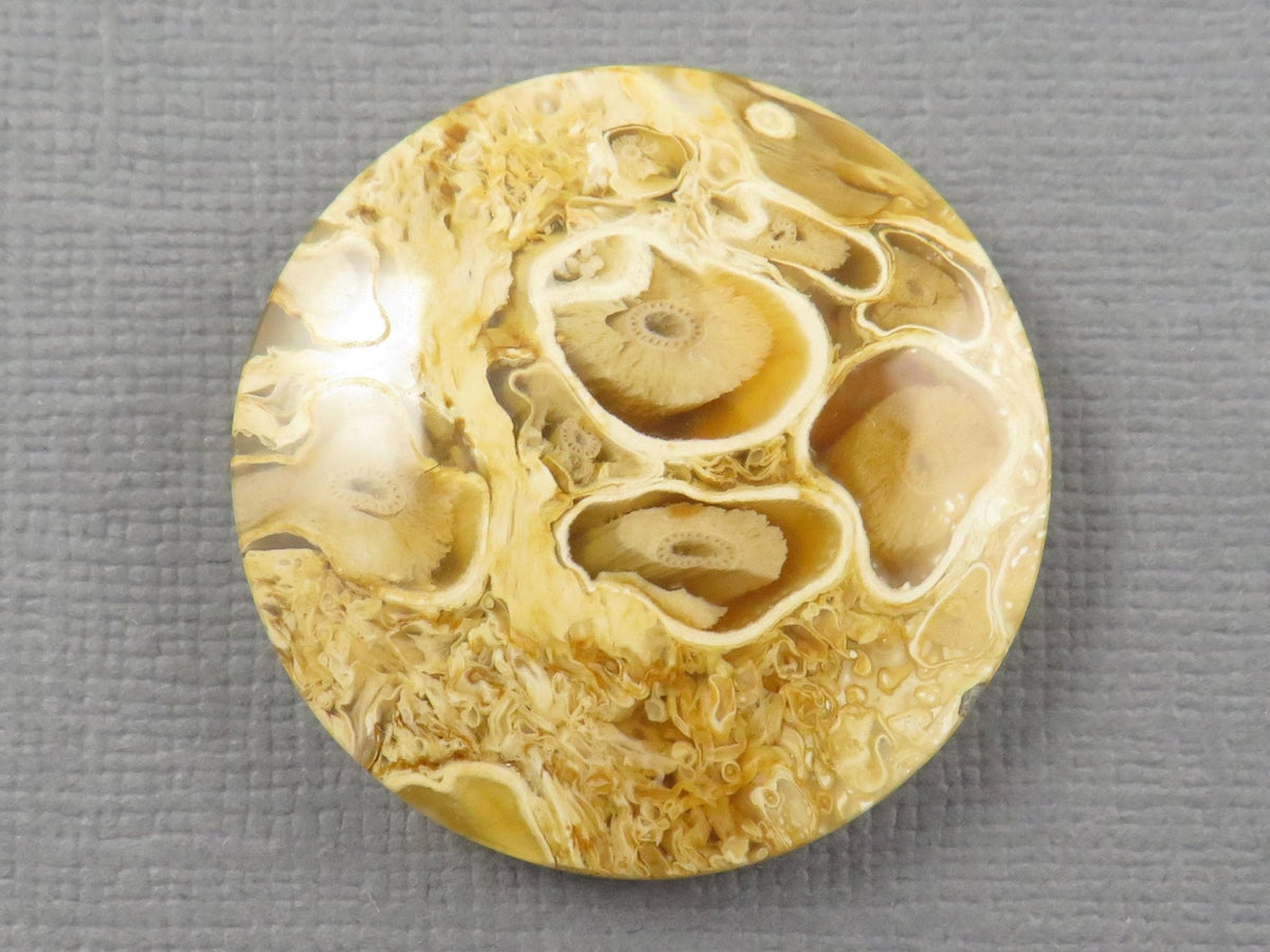 Golden Yellow Fossil Palm Root Round Cabochon | Pendant Stone | 30x30mm, 44ct | Indonesia | PRA123 - Gem Enthusiast