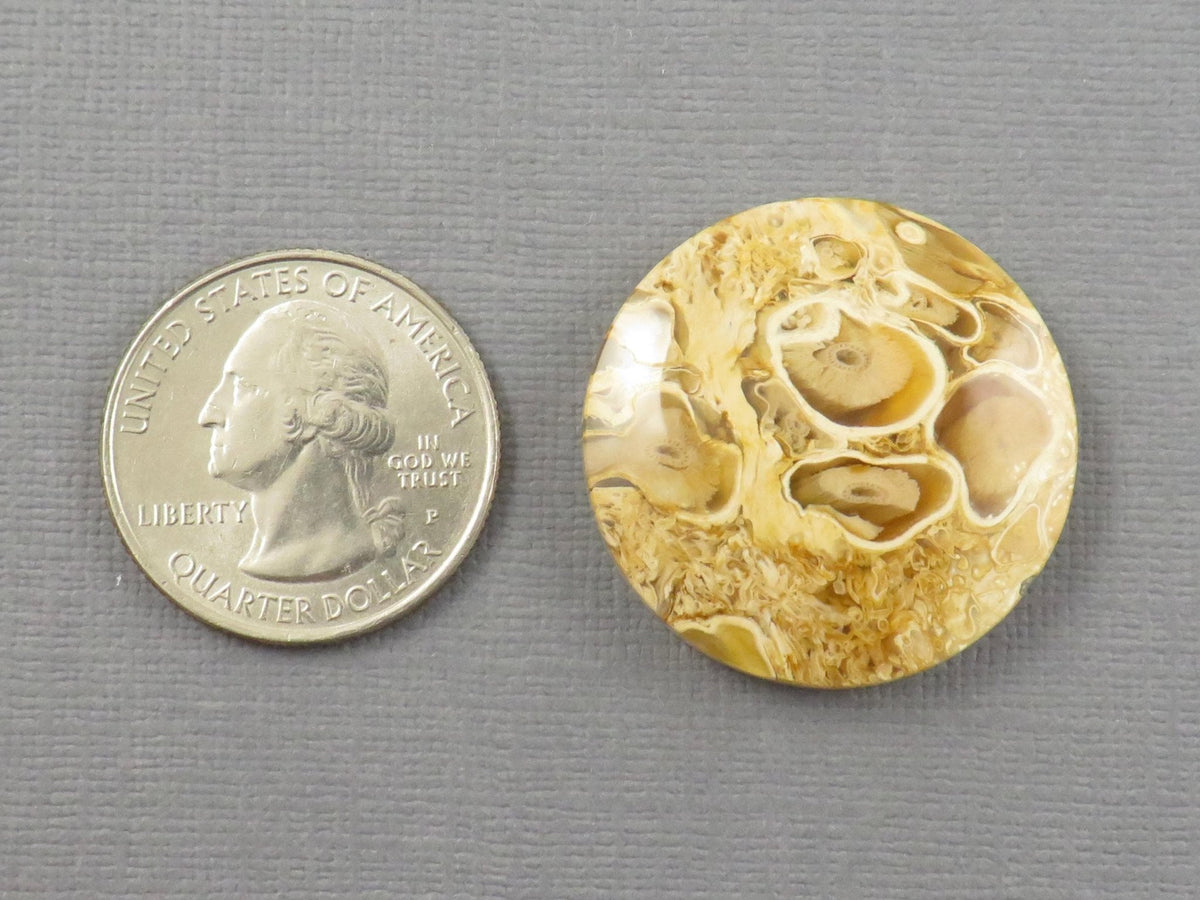 Golden Yellow Fossil Palm Root Round Cabochon | Pendant Stone | 30x30mm, 44ct | Indonesia | PRA123 - Gem Enthusiast