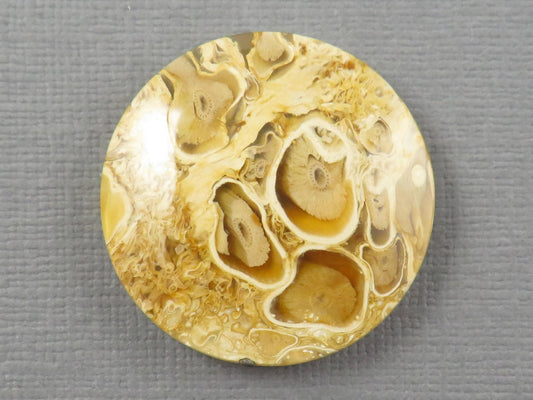 Golden Yellow Fossil Palm Root Round Cabochon | Pendant Stone | 30x30mm, 44ct | Indonesia | PRA123 - Gem Enthusiast