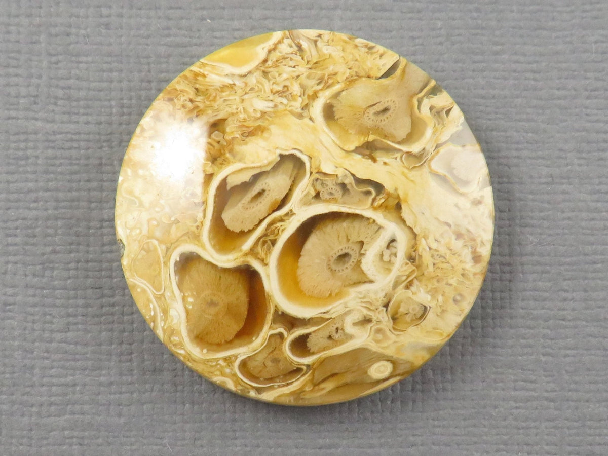 Golden Yellow Fossil Palm Root Round Cabochon | Pendant Stone | 30x30mm, 44ct | Indonesia | PRA123 - Gem Enthusiast