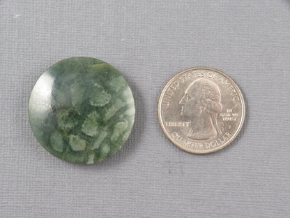 Green Fossil Coral Round Cabochon | 29.5x29.5mm, 40ct | Indonesia | FC112 - Gem Enthusiast