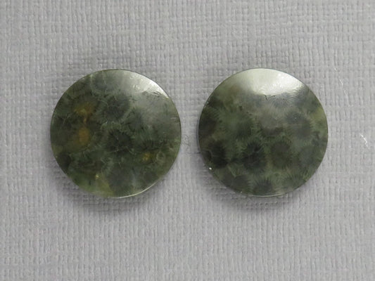 Green Fossilized Coral Cabochon Round | Fossil Gemstone | 18.6x18.6mm, 23.3ct | Indonesia | FC109 - Gem Enthusiast