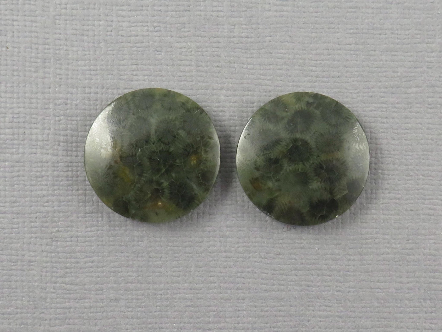 Green Fossilized Coral Cabochon Round | Fossil Gemstone | 18.6x18.6mm, 23.3ct | Indonesia | FC109 - Gem Enthusiast