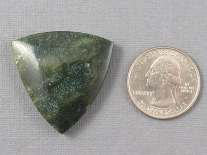 Green Fossilized Coral Cabochon Trillion | Agatized Gemstone | 34x33mm, 40ct | Indonesia | FC113 - Gem Enthusiast