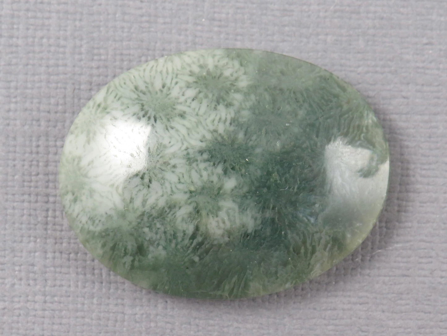 Green Fossilized Coral Oval Cabochon | Agatized Coral | 33x25mm, 37.9ct | Indonesia | FC111 - Gem Enthusiast