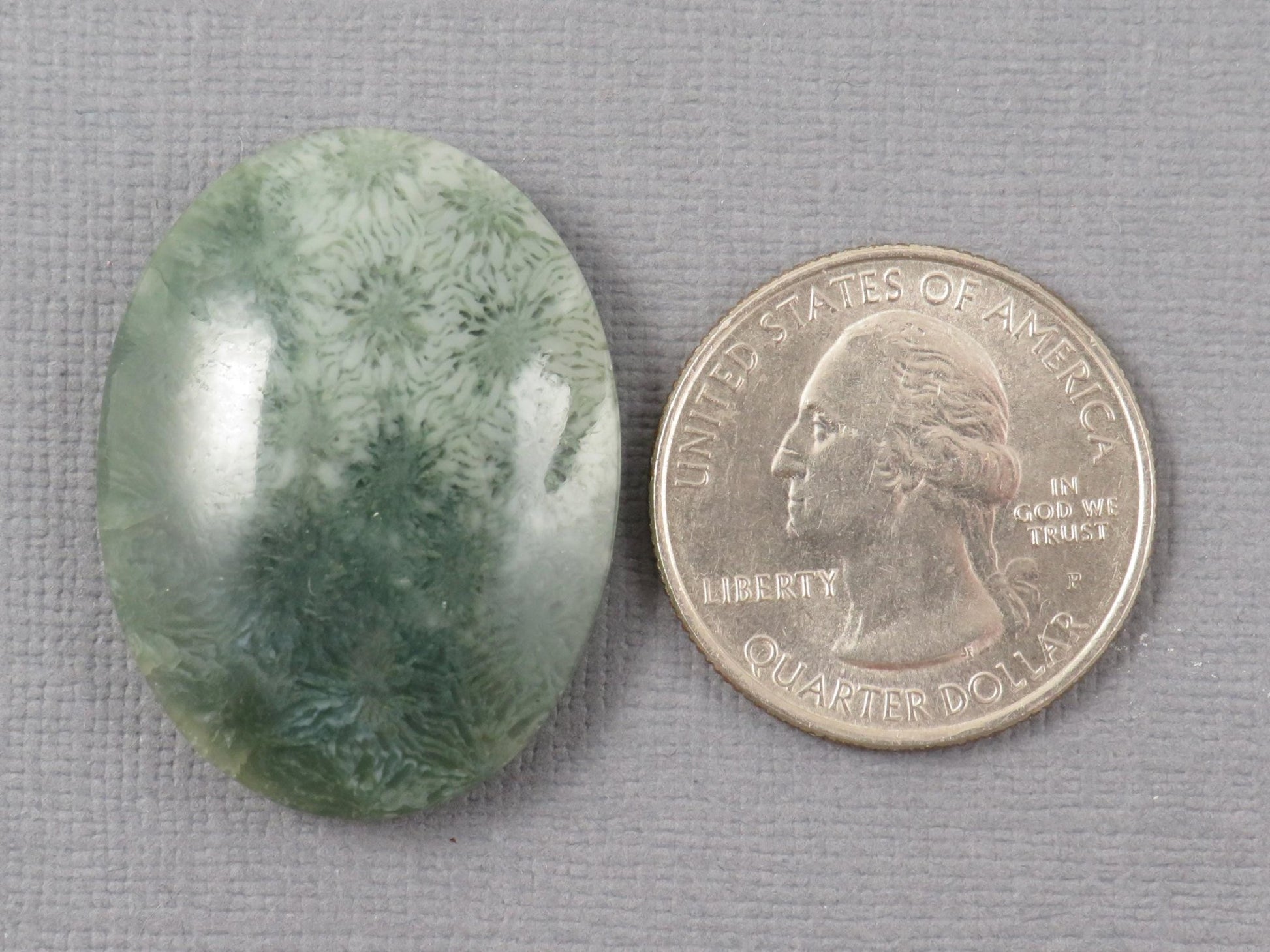 Green Fossilized Coral Oval Cabochon | Agatized Coral | 33x25mm, 37.9ct | Indonesia | FC111 - Gem Enthusiast