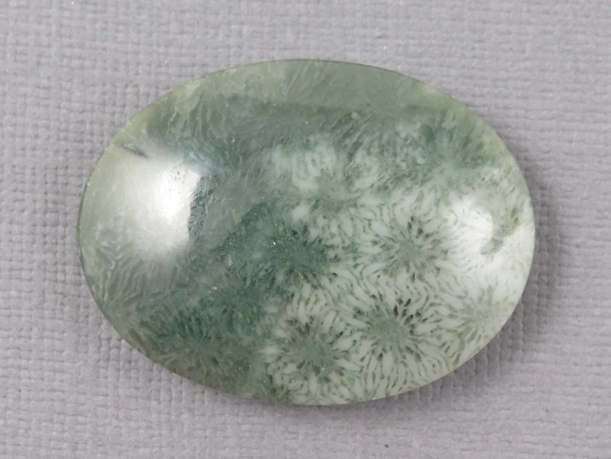 Green Fossilized Coral Oval Cabochon | Agatized Coral | 33x25mm, 37.9ct | Indonesia | FC111 - Gem Enthusiast