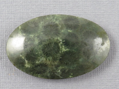 Green Fossilized Coral Oval Cabochon | Agatized Gemstone | 39x25mm, 56ct | Indonesia | FC115 - Gem Enthusiast