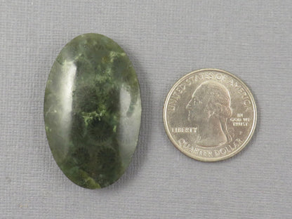 Green Fossilized Coral Oval Cabochon | Agatized Gemstone | 39x25mm, 56ct | Indonesia | FC115 - Gem Enthusiast