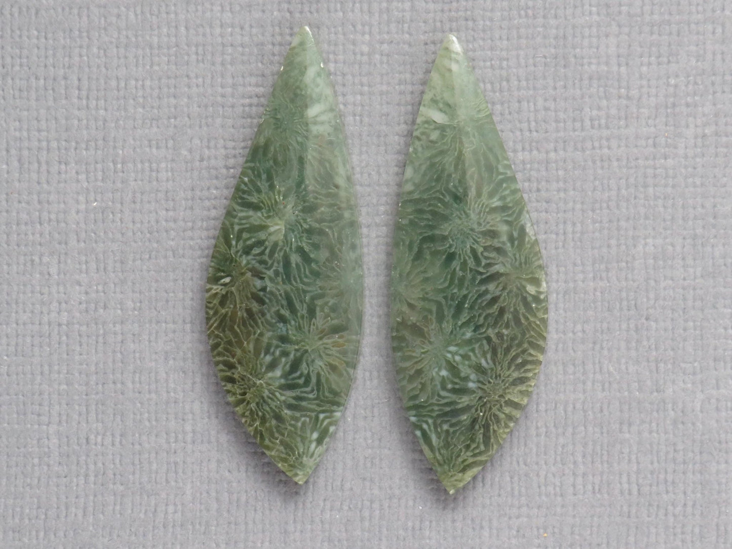 Green Fossilized Coral Pair | Fossil | 36.5x12.5mm, 23ct | Indonesia | FC106 - Gem Enthusiast