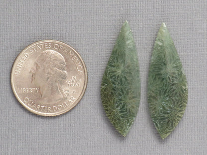 Green Fossilized Coral Pair | Fossil | 36.5x12.5mm, 23ct | Indonesia | FC106 - Gem Enthusiast