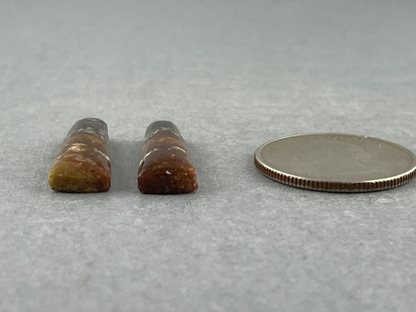 Petrified Wood Pair | Natural Fossil Cabochons | AG303 - Petrified Wood Opal - GemEnthusiast