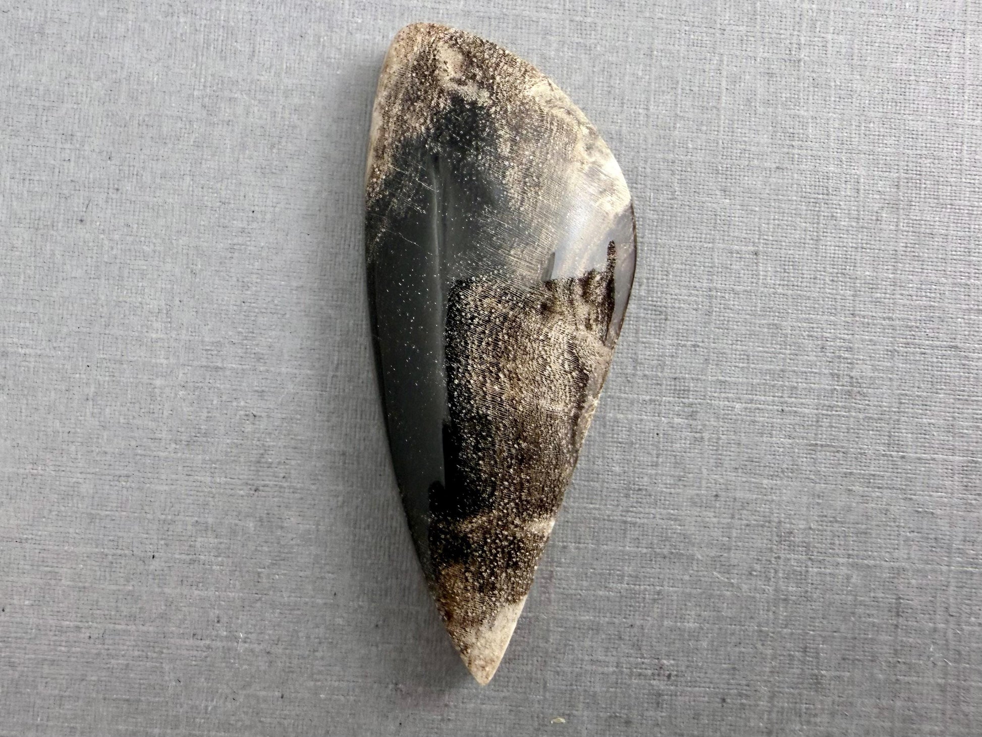 Smokey Petrified Wood | Natural Fossil Cabochons | WO253 - Petrified Wood, Smokey Quartz - GemEnthusiast