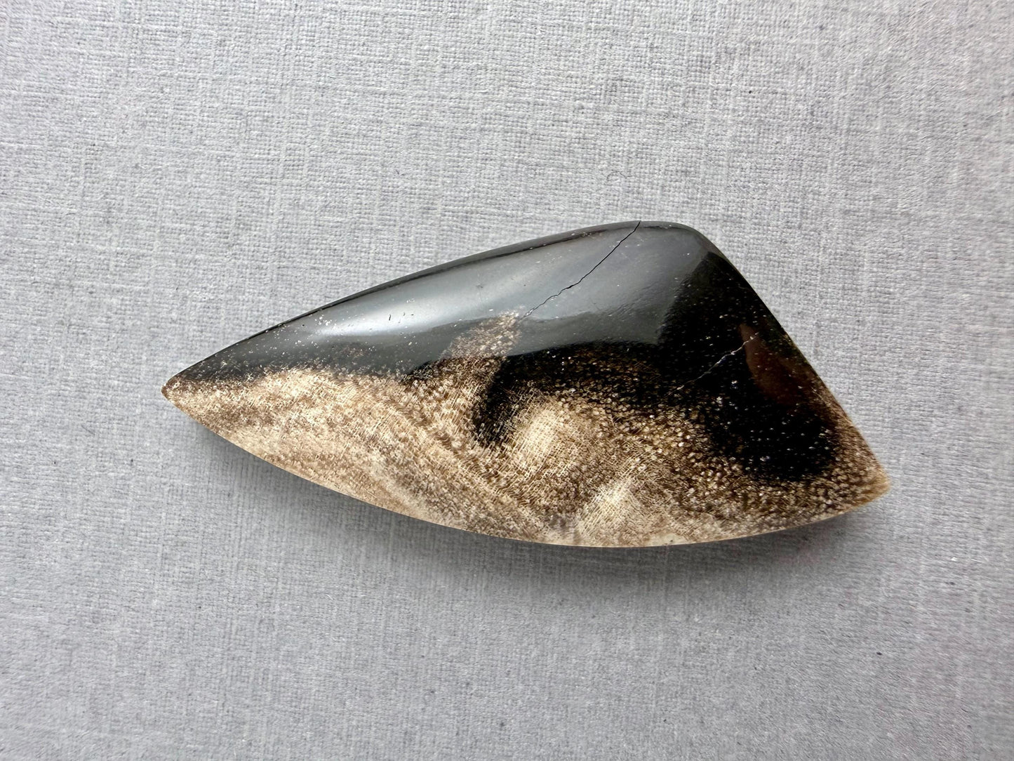 Smokey Petrified Wood | Natural Fossil Cabochons | WO254 - Petrified Wood, Smokey Quartz - GemEnthusiast