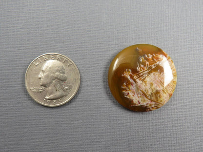 Condor Agate Cabochon | Round Chalcedony from Patagonia Argentina | AG310 - Condor Agate, Sagenite Agate - GemEnthusiast