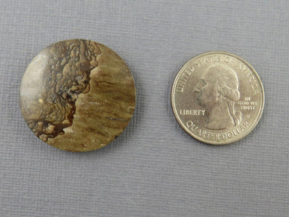 Deschutes Biggs Jasper from Oregon | Mined in the USA | JS409 - Deschutes Jasper, Biggs Jasper - GemEnthusiast