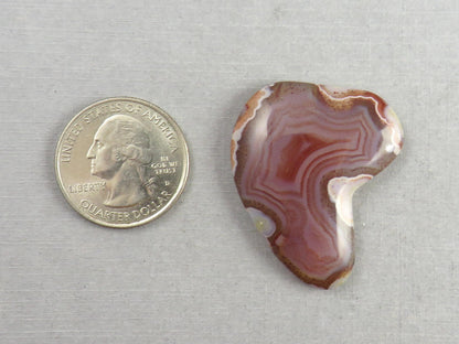 Sierra Madre Agate | 39x30 mm | Large Natural Loose Cabochon Gemstone | AG318 - Agate - GemEnthusiast
