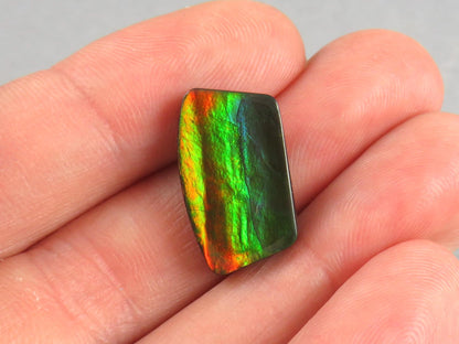 Canadian Ammolite Doublet | Natural Ammonite Fossil Cabochon | 19.3x11.3x3.5 | AC104 - Canadian Ammolite - GemEnthusiast