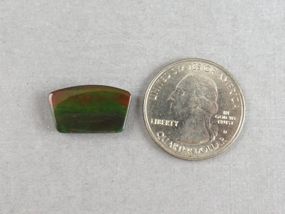 Canadian Ammolite Doublet | Natural Ammonite Fossil Cabochon | 19.3x11.3x3.5 | AC104 - Canadian Ammolite - GemEnthusiast