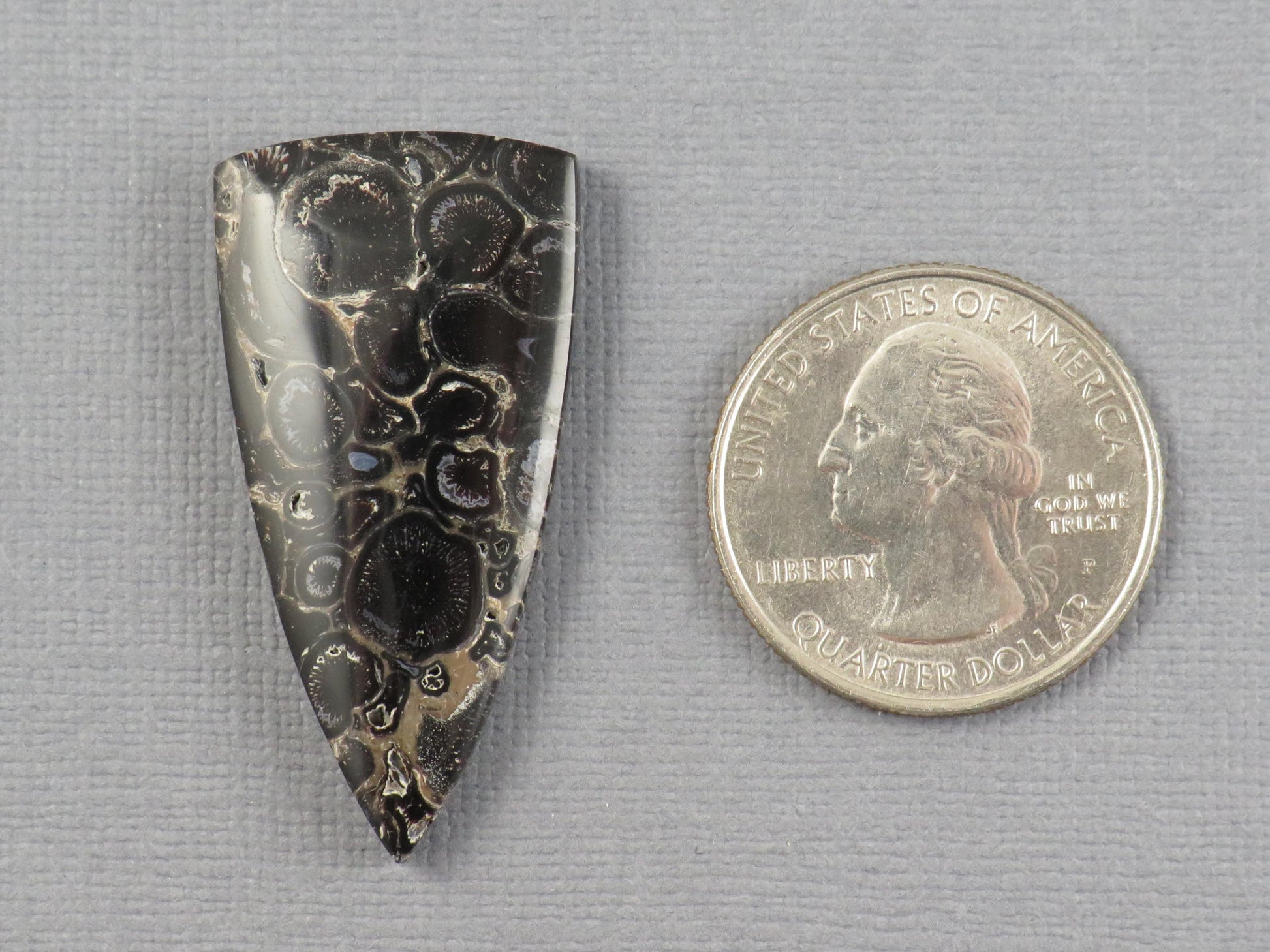 Fossilized Palm Root Cabochon Triangle | Palm Root Eye | 29x19mm, 23.6ct | Indonesia | PRA107 - - GemEnthusiast