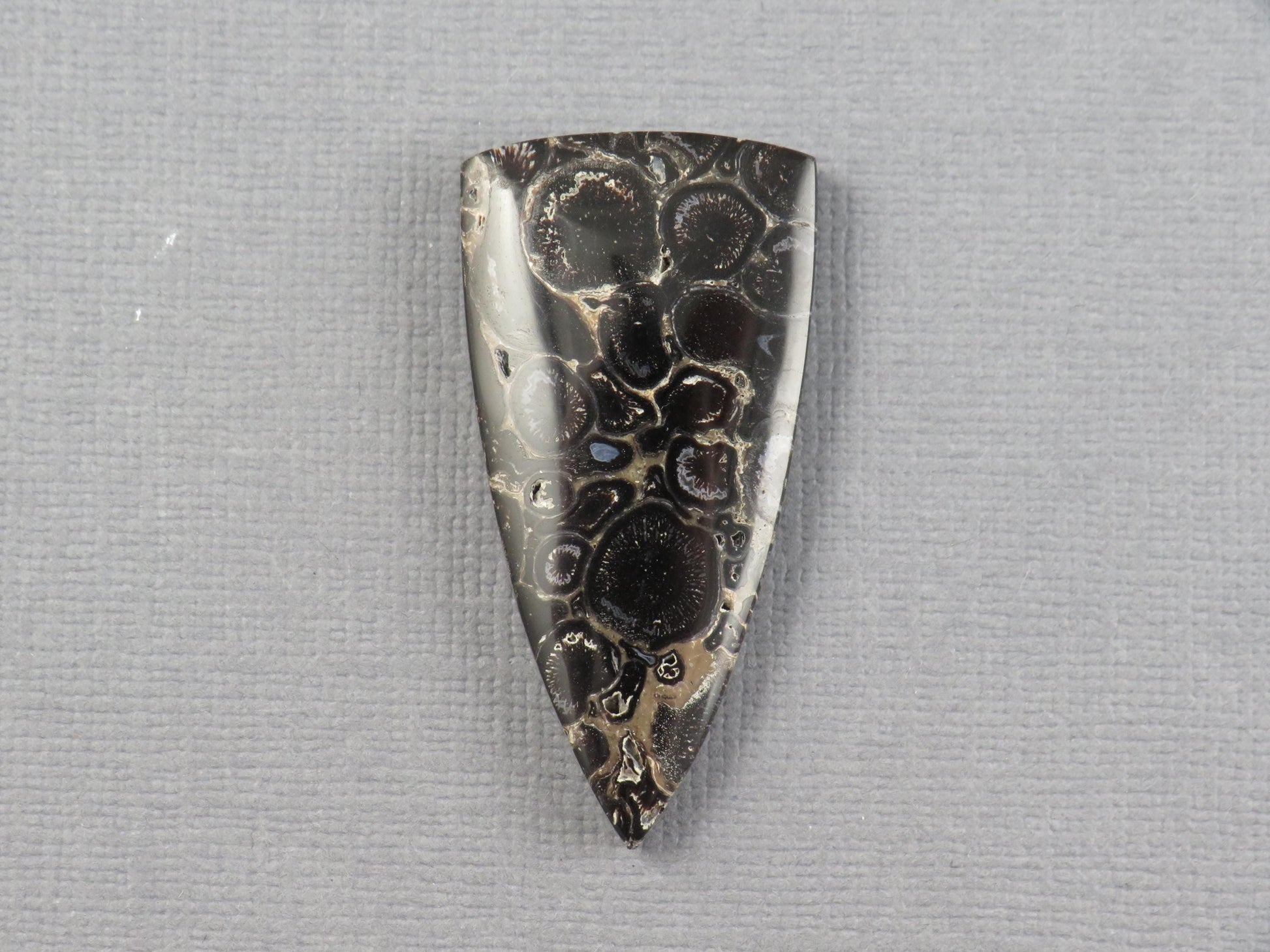 Fossilized Palm Root Cabochon Triangle | Palm Root Eye | 29x19mm, 23.6ct | Indonesia | PRA107 - - GemEnthusiast