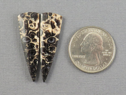 Fossilized Palm Root Cabochon Pair | Palm Root Eye | 36x11mm, 13.66ct | Per Pair | Indonesia | PRA109 - - GemEnthusiast