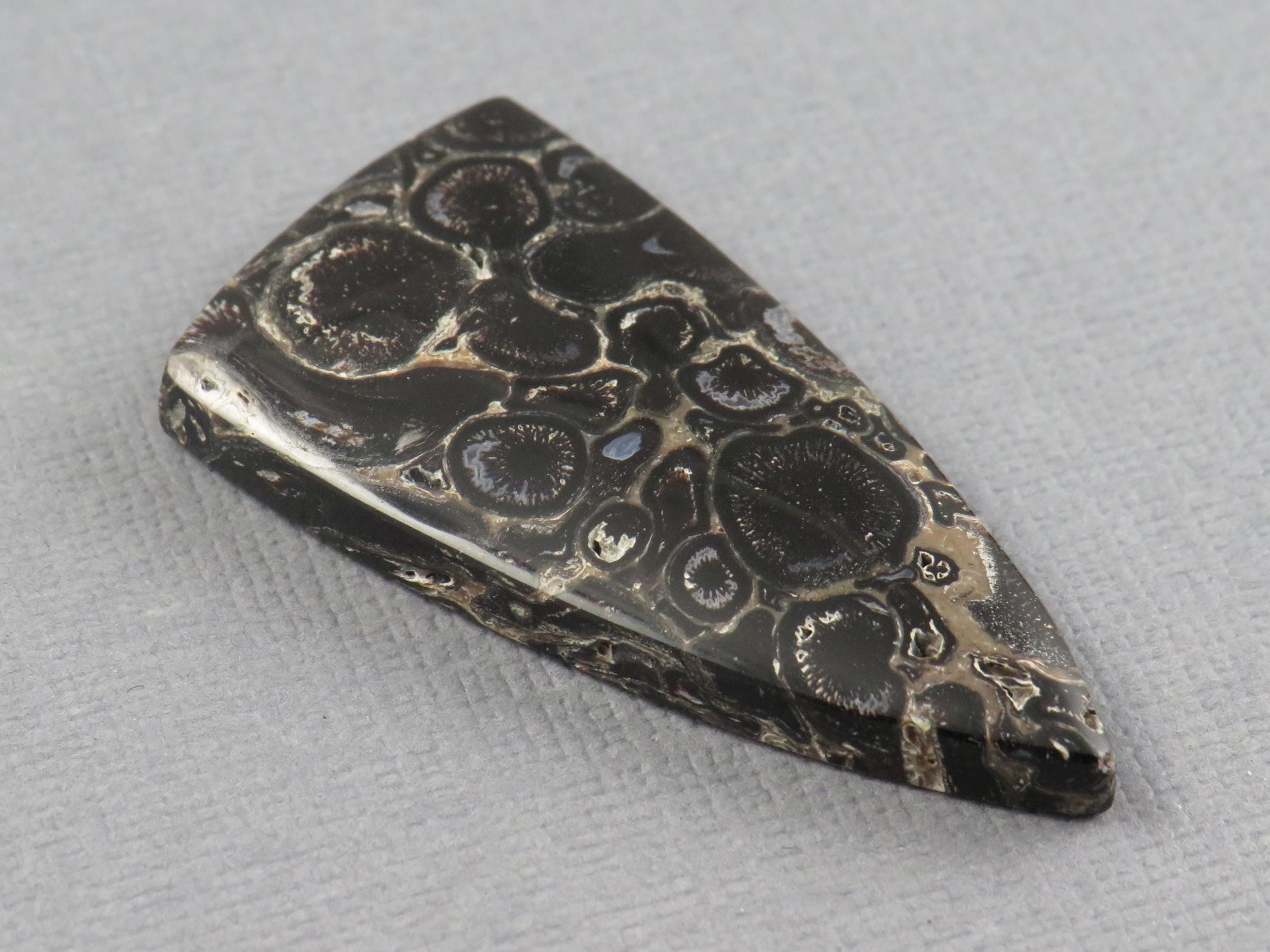 Fossilized Palm Root Cabochon Triangle | Palm Root Eye | 29x19mm, 23.6ct | Indonesia | PRA107 - - GemEnthusiast