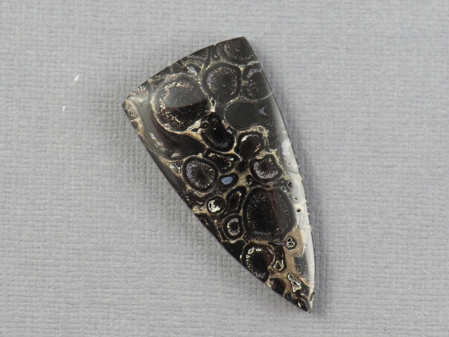 Fossilized Palm Root Cabochon Triangle | Palm Root Eye | 29x19mm, 23.6ct | Indonesia | PRA107 - - GemEnthusiast