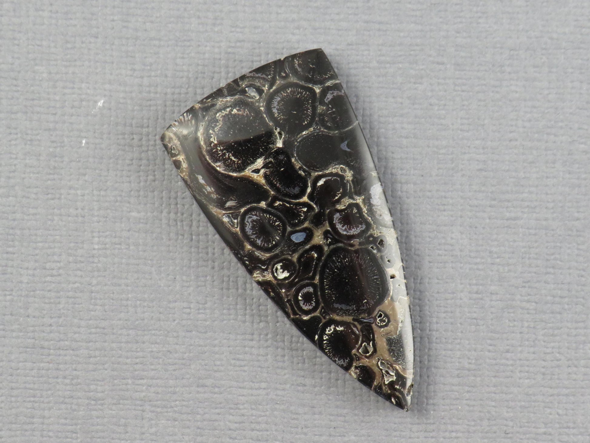 Fossilized Palm Root Cabochon Triangle | Palm Root Eye | 29x19mm, 23.6ct | Indonesia | PRA107 - - GemEnthusiast