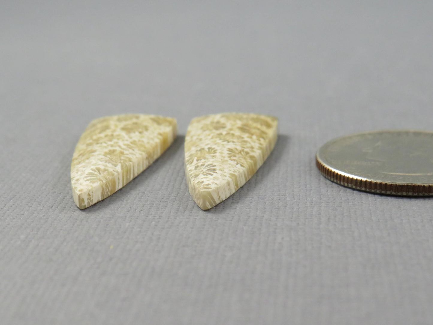 Fossilized Coral Cabochon | Agatized Coral | 34x13mm, 22.5ct | Per Pair | Indonesia | FC103 - - GemEnthusiast