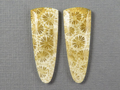 Fossilized Coral Cabochon Pair | Agatized Coral | 34x12.5mm, 26ct | Indonesia | FC102 - - GemEnthusiast