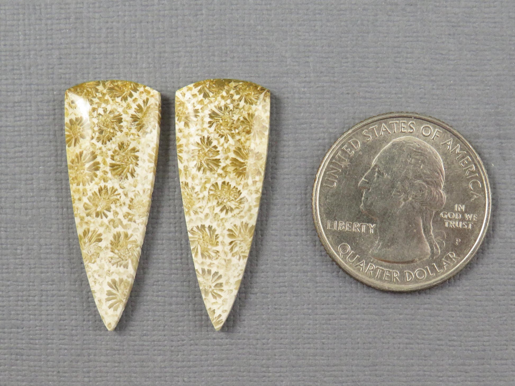 Fossilized Coral Cabochon | Agatized Coral | 34x13mm, 22.5ct | Per Pair | Indonesia | FC103 - - GemEnthusiast