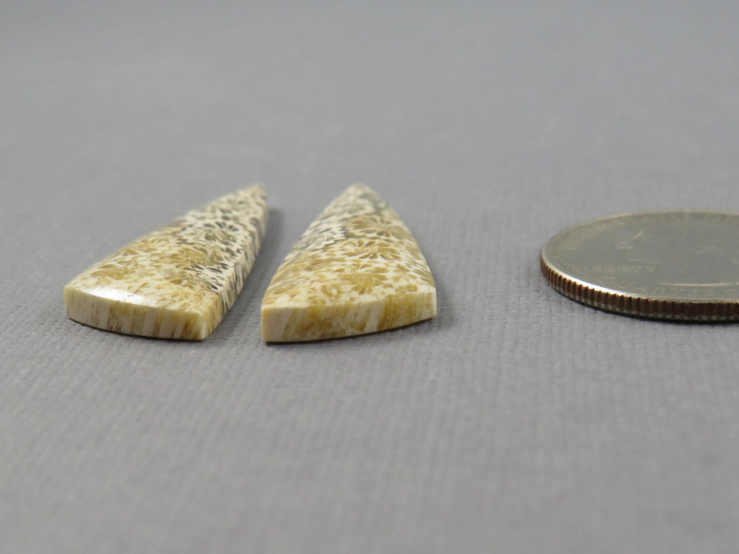 Fossilized Coral Cabochon | Agatized Coral | 34.5x12mm, 20.5ct | Indonesia | FC104 - - GemEnthusiast