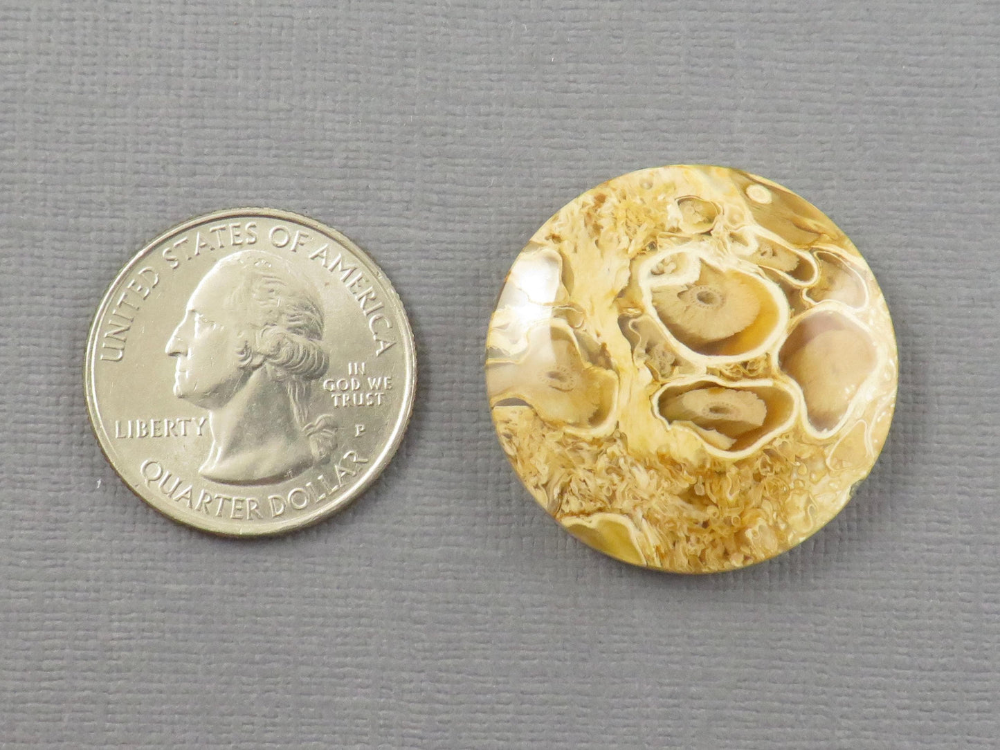 Golden Yellow Fossil Palm Root Round Cabochon | Pendant Stone | 30x30mm, 44ct | Indonesia | PRA123 - - GemEnthusiast