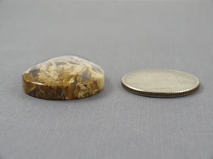 Fossilized Palm Root Pear Cabochon | Flame Palm Root | 37x25mm, 48ct | Indonesia | PRF101 - - GemEnthusiast