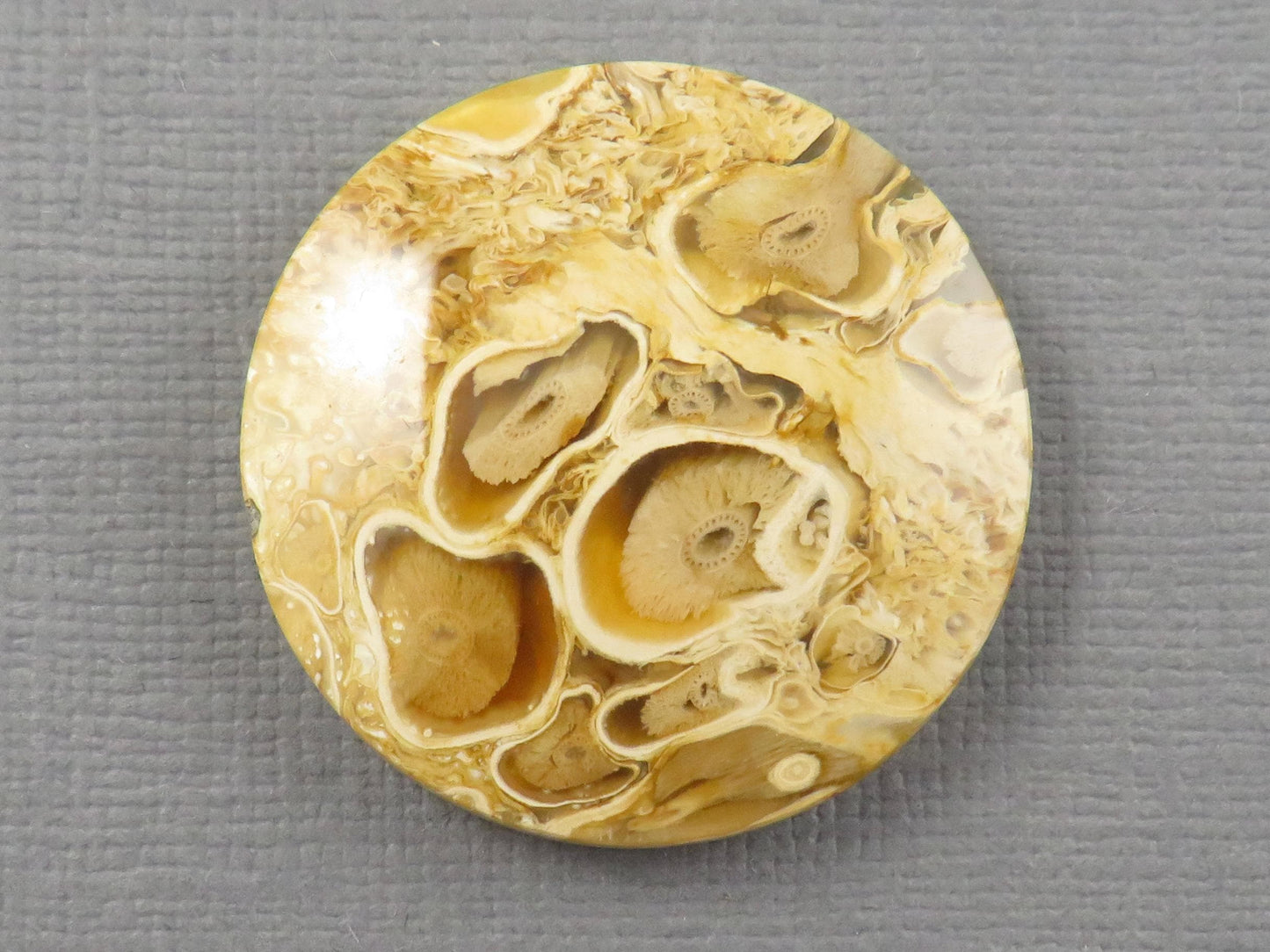 Golden Yellow Fossil Palm Root Round Cabochon | Pendant Stone | 30x30mm, 44ct | Indonesia | PRA123 - - GemEnthusiast