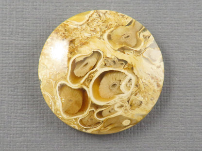Golden Yellow Fossil Palm Root Round Cabochon | Pendant Stone | 30x30mm, 44ct | Indonesia | PRA123 - - GemEnthusiast