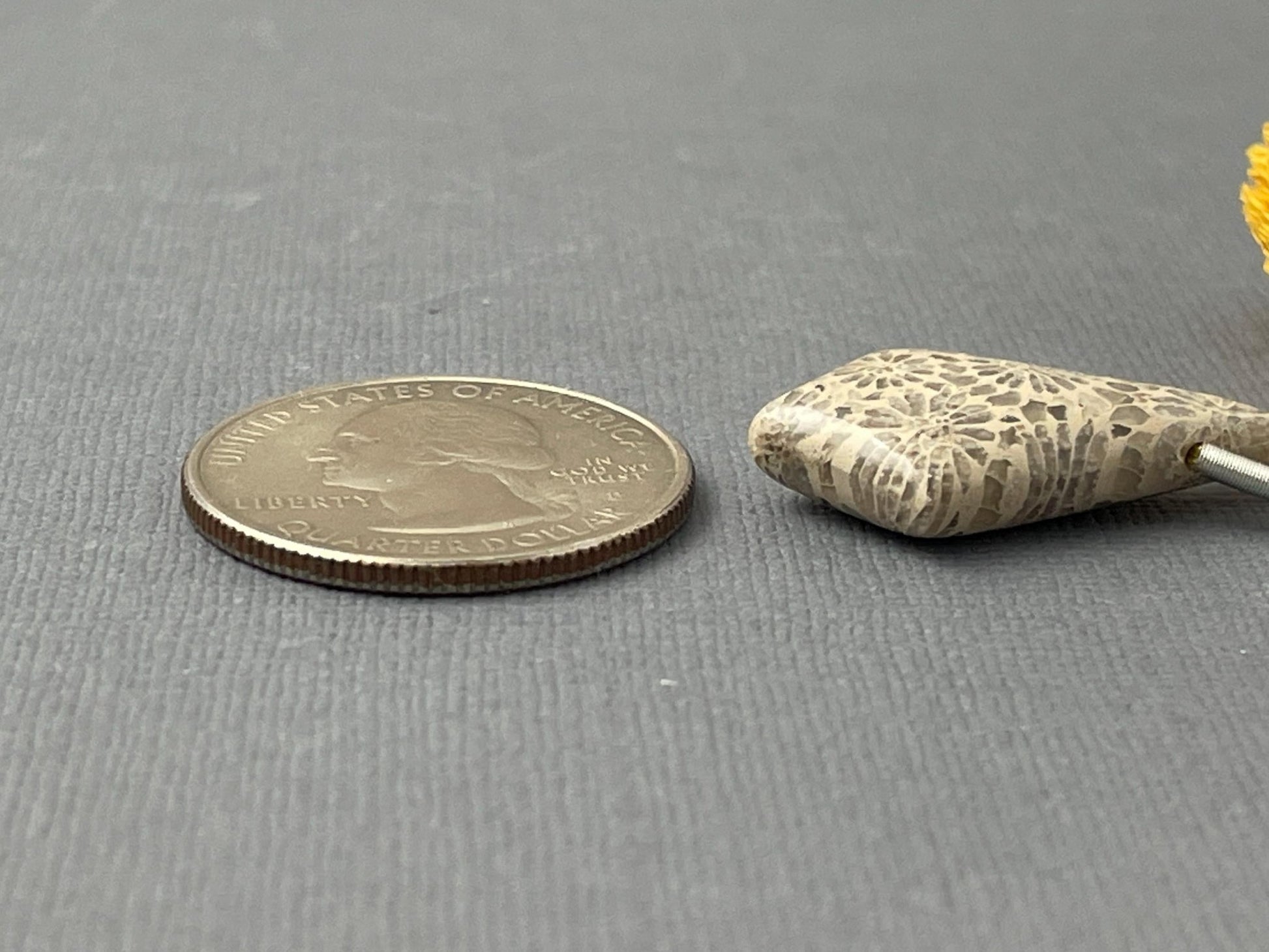 Large Fossil Coral Bead | Natural Loose Gemstone | Z215 - Gem Enthusiast