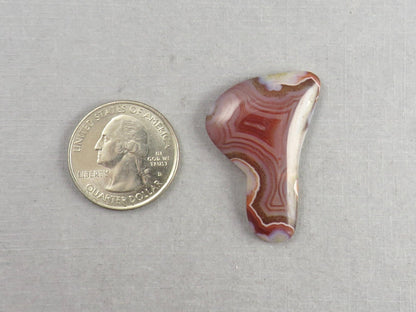 Sierra Madre Agate | 37x27 mm | Large Natural Loose Cabochon Gemstone | AG317 - Gem Enthusiast
