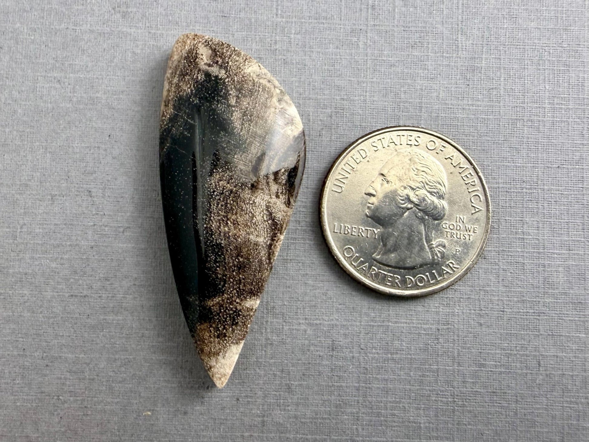 Smokey Petrified Wood | Natural Fossil Cabochons | WO253 - Gem Enthusiast